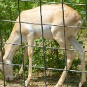 Baby Deer at the Catoctin Zoo
